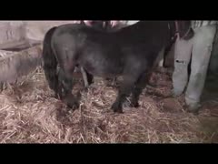 Amazing fresh recent married hussy getting screwed by a mini-horse in this sexy beast fetish flick